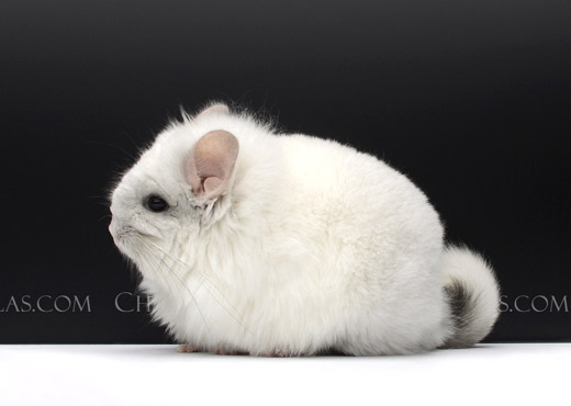 Feature Image for Chinchilla Purchasing & Guarantees